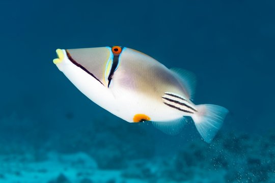 Arabian Picasso triggerfish (Rhinecanthus assasi) separates sand, Red Sea, Egypt, Africa