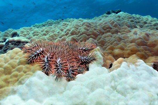 Crown-of-thorns starfish (Acanthaster planci) eating polyps of stone corals (Porites lutea) and leaves white limestone skeleton, Sulusee, Pacific, Palawan, Philippines, Asia