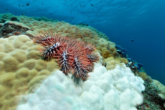 Crown-of-thorns starfish (Acanthaster planci) eating polyps of stone corals (Porites lutea) and leaves white limestone skeleton, Sulusee, Pacific, Palawan, Philippines, Asia