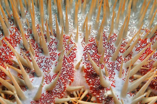 Crown-of-thorns starfish (Acanthaster planci), detail, thorns, spines, toxic, Sulusee, Pacific, Palawan, Philippines, Asia
