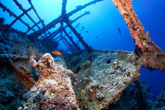 Overgrown shipwreck of the Numidia, sunken 20.07.1901, Vermillion seabass or (Cephalopholis miniata), sun, backlight, Red Sea, Big Brother Island, Brother Islands, El Alkhawein, Egypt, Africa