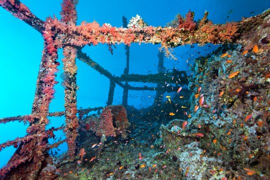 Overgrown shipwreck of the Numidia, sunken 20.07.1901, Red Sea, Big Brother Island, Brother Islands, El Alkhawein, Egypt, Africa
