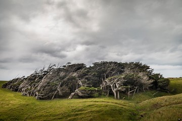 Trees shaped by the wind, Slope Point, Catlins, Southland, New Zealand, Oceania