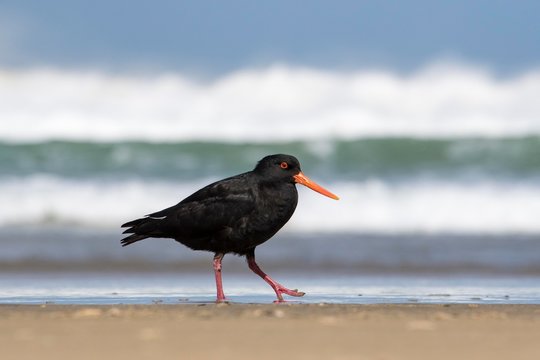 Variable oystercatcher (Haematopus unicolor) on the beach, Cannibal Bay, Catlins, Southland, New Zealand, Oceania