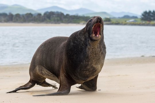 New Zealand sea lion (Phocarctos hookeri), adult bull on the beach, roaring, Surat Bay, Catlins, Southland, New Zealand, Oceania