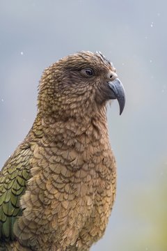 Kea (Nestor notabilis), portrait, Fiordland National Park, Southland, New Zealand, Oceania