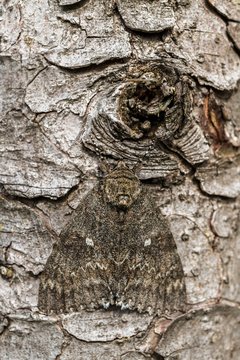 Owlet moth (Noctuidae), camouflaged on spruce trunk, Bavaria, Germany, Europe