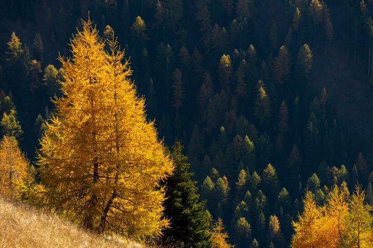 Yellow colored larches (Larix decidua) in autumn in front of wooded hillside, Valstal, South Tyrol, Italy, Europe