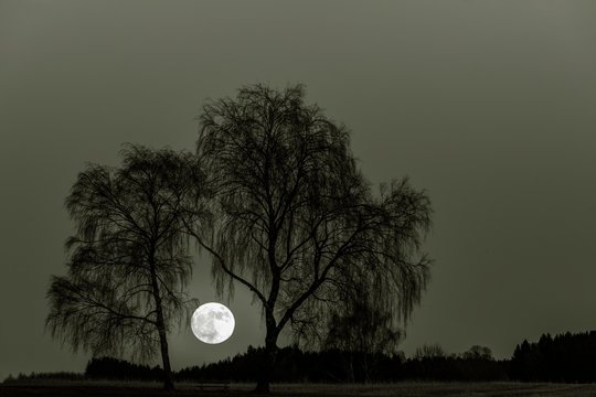 Full moon with bare Birches (Betula), Dirlewang, Unterallgau, Bavaria, Germany, Europe