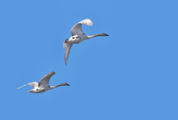 Trumpeter swans flying flock