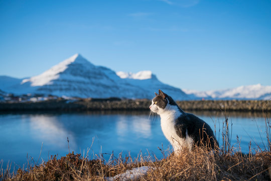 Cute British short-haired cat sitting by the lake - Powered by Adobe