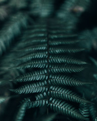 Dark ferns in moody forest
