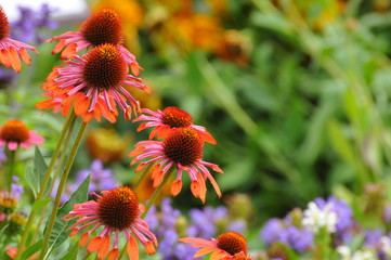 エキナセアの花が満開