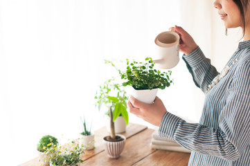 植物に水やりをする女性の手元