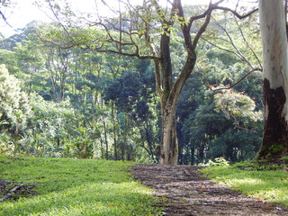 Tree at Top of Trail