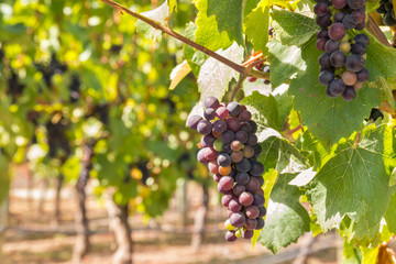 closeup of red grapes on the vine in vineyard with copy space