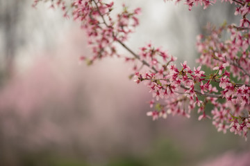 pink cherry blossoms on a branch in the Spring