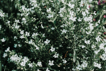 white flowers in the garden