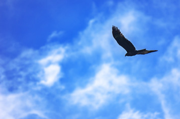 Black Kite, Milvus Migrans, Spread Wings Flying in the Blue Sky with White Clouds. Freedom, Travel Concept.