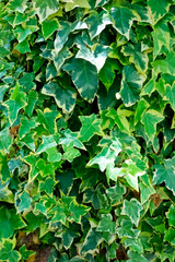 鬱蒼と茂る青葉