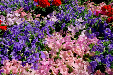 Naklejka premium 都会の整備された花壇に咲いた色とりどりの艶やかな花々