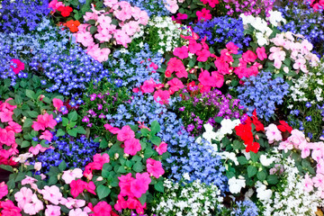 都会の整備された花壇に咲いた色とりどりの艶やかな花々