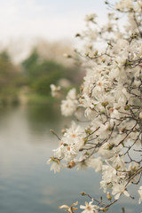 stellata magnolia flower on a branch in the Spring. 