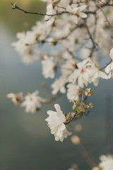 stellata magnolia flower on a branch in the Spring. 