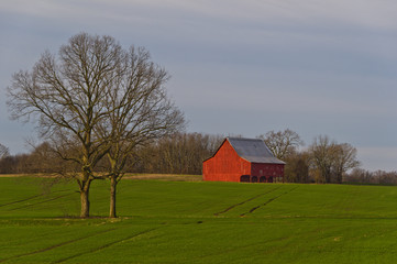Obraz premium Wheatfield