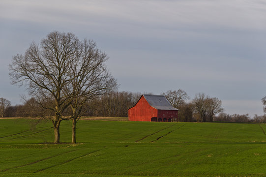 Red Barn in a Wheatfield