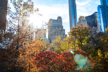 Colorful trees of Central Park in fall with the skyline buildings in the background of Manhattan...