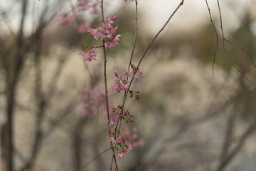 pink cherry blossoms on a branch in the Spring