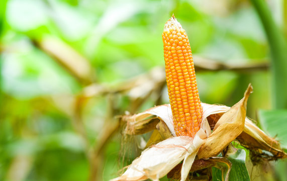 Ripe corn cob on tree wait for harvest in corn field agriculture nature green background