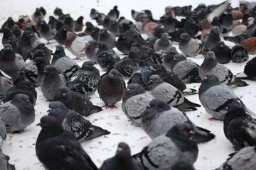 Fototapeta premium a large flock of city birds pigeons sitting on the snow in the city