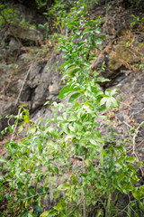 Melientha suavis pierre leaf on tree in the nature forest / Opiliaceae melientha suavis - Pak wan