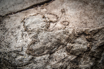 Fossil snail shells on surface stone / Archeology and paleontology