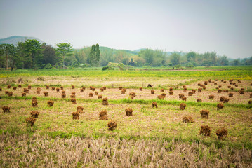 Fototapeta na wymiar Harvest soybean planting in rice field agriculture farm asia