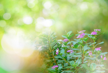 periwinkle flower blossoming in spring summer in the front yard nature green bokeh background