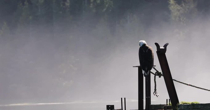 Bald eagle in the harbour of Ucluelet on Vancouver Island (British Columbia / Canada)