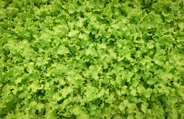 Fresh vegetable background green oak lettuce salad growing garden agriculture in the greenhouse