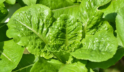 Close up of young and fresh green Cos Romaine Lettuce salad growing garden hydroponic farm plants