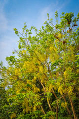 Beautiful summer yellow flower hang on branch Golden Shower Tree and blue sky background