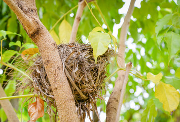 Close up of Bird's nest on tree on nature green background
