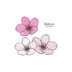 Sakura flower, hand draw sketch vector.