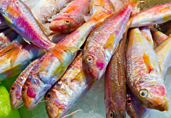 Fototapeta premium Raw fish on market Seafood