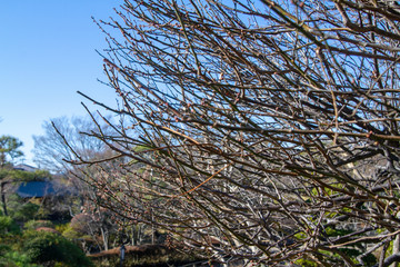 plum tree in winter