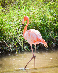 Pink white Greater Flamingo bird on water pond in the wildlife sanctuary