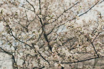 white cherry blossoms on a branch in the Spring