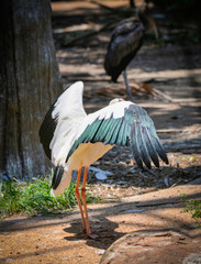 Milky stork on farm zoo in the wildlife sanctuary / Painted storks