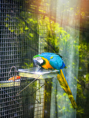 Ara ararauna macaw parrot bird in the cage © Bigc Studio